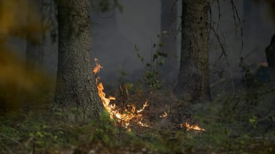 Skogsbrand i Pyhäranta.