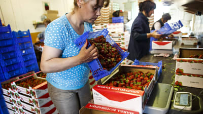 En ukrainsk säsongsarbetare förbereder jordgubbar för försäljning vid en gård i Suonenjoki i juli 2013.