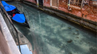 Turkost vatten i Venedigs kanaler. En gondol på bild. 