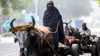 Män i oxdragna kärror i New Delhi 15.12.2020 