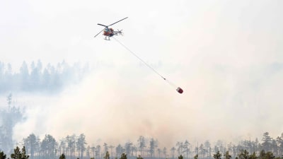 Helikopter som släcker skogsbränder i Sverige.