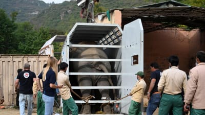 Elefanten Kaavan flyttas av djurrättsaktivister från ett zoo i Pakistan till ett reservat i Kambodja