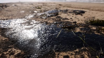 Svart olja på strand i Kalifornien. 