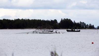 En ryssja i vattnet bredvid en fiskebåt.
