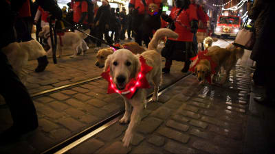 Hund med ljus runt halsen går på Alexandersgatan.