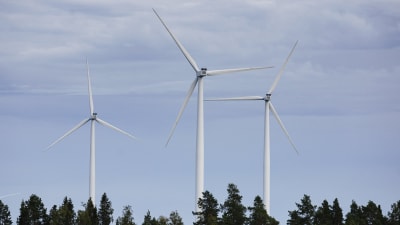 Tre vindkraftverk syns ovanför trädtopparna.