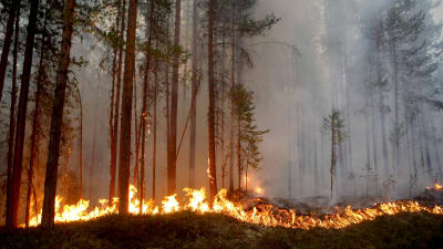 Brinnande skog i Kårböle i Sverige.