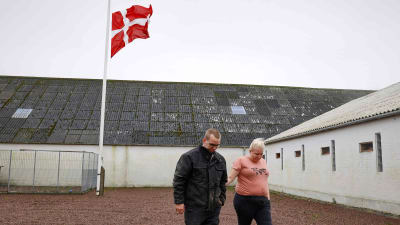 Minkfarm i Danmark med flagga på halvstång.