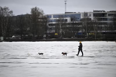 En person vandrar över isen vid Kaisaniemi i Helsingfors den 7 februari 2023. 