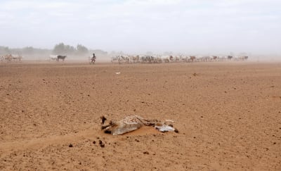 Ett djurkadaver ligger i sanden. I bakgrunden syns en hord kor.