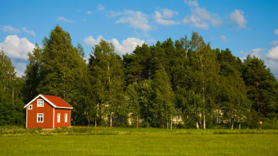 En röd sommarstuga omgiven av skog och grönska.