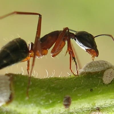 myra och bladlöss