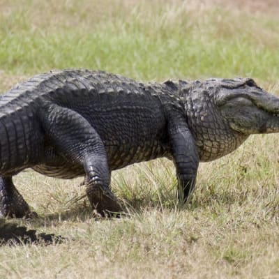 Alligaattori lähellä Kennedyn avaruuskeskusta Cape Canaveralissa, Floridassa USA:ssa. 
