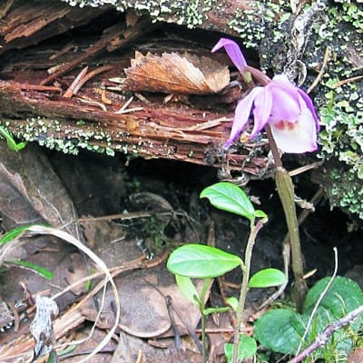 Orkidea-heimon kaunis edustaja neidonkenkä (calypso bulbosa)