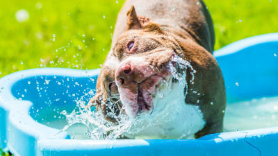 En bulldog-hund som ruskar huvudet i vattnet i en badbalja.