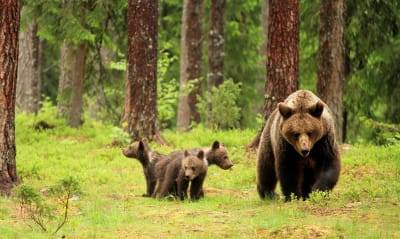 Björnhona med tre ungar