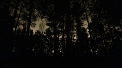 Silhuetten av träd mot mörk himmel.