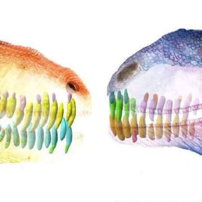 Piirros kahden dinosauksen päästä, joissa näkyvät hampaat juurineen. 