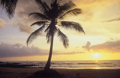 Palm på strand i solnedgång. 