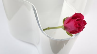 En ros i en vas