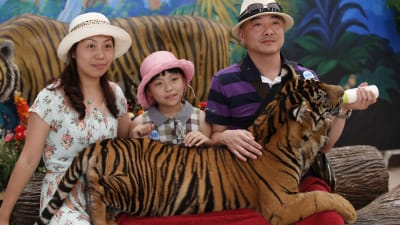 Tigerturism i en djurpark i Thailand.