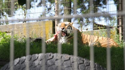 Tigern Tamur på Hogholmen