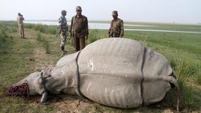 Forestry officials stand near a dead, one-horned Rhino which was killed by the poachers, inside the Pobitora Wildlife Sanctuary in Morigaon district of Assam about 50 km from Guwahati city, India, 15 November 2014. The Rhino was shot dead by the poachers