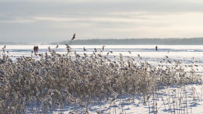 Talvinen maisema meren jäältä jossa kävelee ihmisiä.