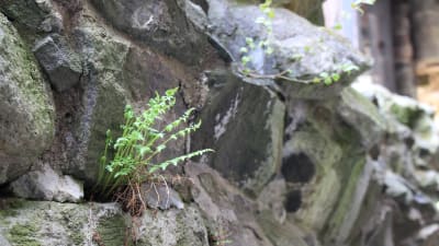 ormbunke växer i medeltida mur