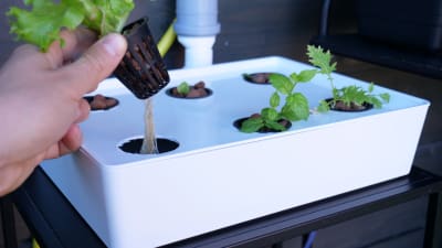 Pienessä valkoisessa vesiviljelylaitteessa kasvanut salaatti nostettuna ylös laitteesta niin, että sen juuret, joissa on juurimätää, näkyvät. Juurissa on ruskeaa väriä.