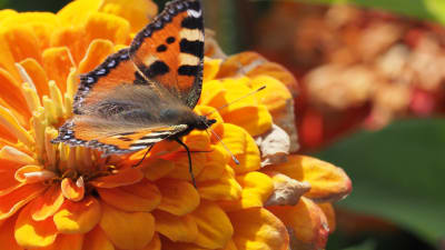 Bild av en nässelfjäril på en orange blomma.
