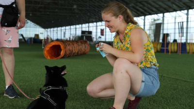 Hymyilevä koirankouluttaja Sofia haapanen on kyykistynyt edessä olevan koiran eteen käsissään herkku.