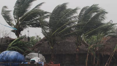 Palmer böjs i hård vind då cyklonen Amphang slår in över land i Indien.