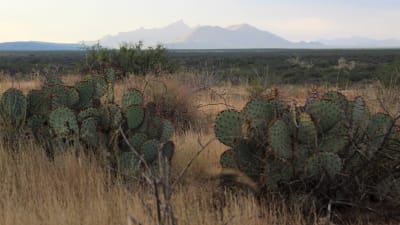 I förgrunden kaktusar, i bakgrunden berg.