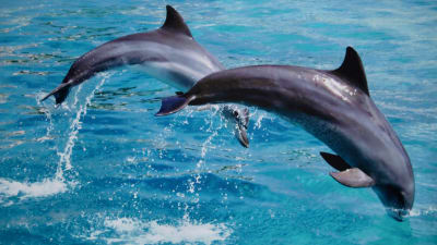 Två hoppande delfiner
