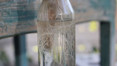 Växtrötter i en flaska.