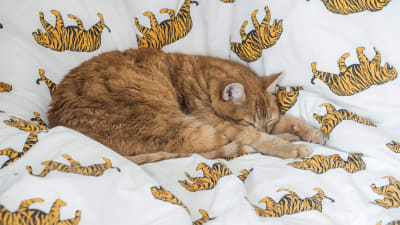 katt ligger på ett täcke med bilder av tigrar