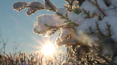 Sol på vintern.