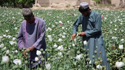 Två jordbrukare som utvinner opium från vallmoknoppar på ett fält av vallmo. 