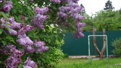 En violett syren blommar på gården till en datja. I bakgrunden ett grönt stängsel och en grön gungställning. Den här syrenen blommar på en tomt utan stuga, stugan brann ned för en tid seda