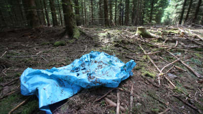 En blå presenning på marken i den skog där brottsplatsen ligger.