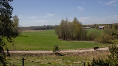 En person leder en häst på en sandväg förbi en åker.