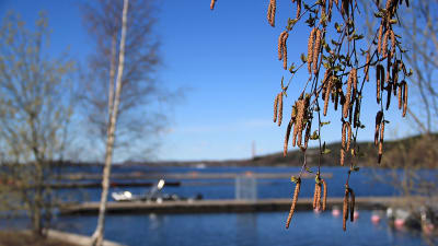 Björkhängen vid småbåtshamn om våren.