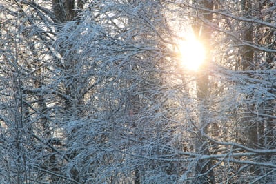 Solen skiner fram mellan snöiga grenar.