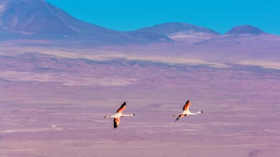 Flamingor flyger över Atacamaöknen i Chile.