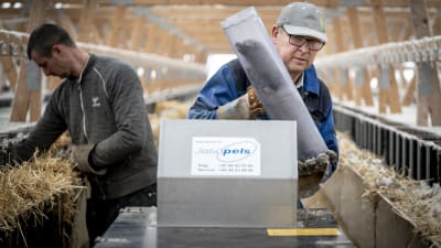 En minkfarmare håller en mink i en plasttub.
