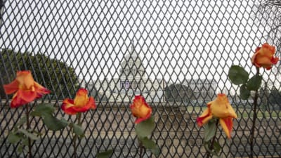 Capitoleum syns genom ett finmaskigt stålstängsel. Fem rosor syns framför stängslet.