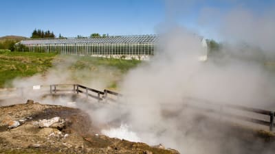 Växthus som värms med hjälp av ånga från geotermiska källor på Island.