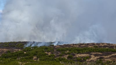 Rök som stiger ur skog på Island.