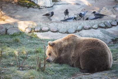 En björn sover. I bakgrunden tittar kråkor på.